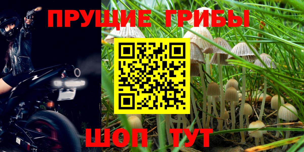 Галлюциногенные грибы Psilocybine cubensis  Михайловск 